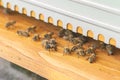 Close-up of worker bees at the hiveÃ¢â¬â¢s entrance with a raised reducer