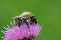 Close up of a worker of the common carder bee, Bombus pascuorum on knapwood Royalty Free Stock Photo