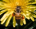 An European Honey Bee (Apis mellifera) carrying pollen baskets