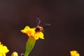 Close up of A worker honey bee collecting pollen on blossoming flowers of marigold in garden with defocus background