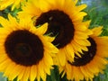 Close up of worker honeybees pollinating on sunflowers.