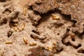 Close-up of worker termites on the wooden.Termites are eating the wood of the house Royalty Free Stock Photo