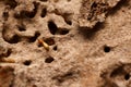 Close-up of worker termites on the wooden.Termites are eating the wood of the house Royalty Free Stock Photo