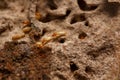Close-up of worker termites on the wooden.Termites are eating the wood of the house Royalty Free Stock Photo