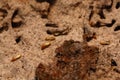 Close-up of worker termites on the wooden.Termites are eating the wood of the house Royalty Free Stock Photo