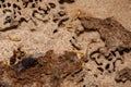 Close-up of worker termites on the wooden.Termites are eating the wood of the house Royalty Free Stock Photo