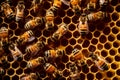 Close up of a working bees on honey cells. Generative AI