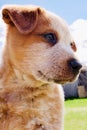 Farm Puppy on Canadian Ranch, Alberta, Canada Royalty Free Stock Photo