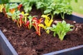 close-up of worm castings in garden bed