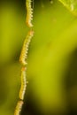 Close-up of a worm on a web Royalty Free Stock Photo