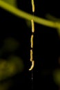 Close-up of a worm on a web Royalty Free Stock Photo