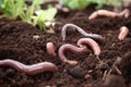 Close-up, worms in the ground. Generative ai Royalty Free Stock Photo