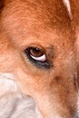 close up of worried dog 's eye. Royalty Free Stock Photo