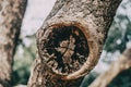 Close-up of a wound on the trunk of a scarred tree