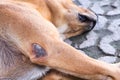 Wounds on the legs of brown dog