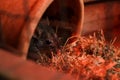 Close up of Woylie or brush-tailed bettong, sitting in a pot. Woylie is extremely rare and endemic to Australia Royalty Free Stock Photo