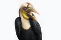 Close Up Of Wreathed Hornbill Bird &#x28;Aceros Undulatus&#x29; On White Background