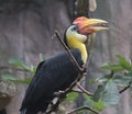 Wreathed hornbill, Rhyticeros undulatus Royalty Free Stock Photo