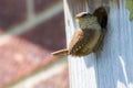 Close-up of a Wren. Bird perched on a nest box