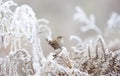 Close up of a wren perched on a frosted fern