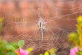 A close up of a writing spider in a web. Royalty Free Stock Photo