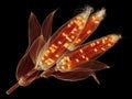 Close-up X-ray view of two corn cobs, vibrant orange and yellow kernels under soft overhead light, gray background - AI-Generated Royalty Free Stock Photo