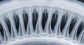 Close-up X-ray of whale baleen, showcasing intricate filtering structures for feeding Royalty Free Stock Photo