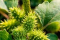 Close up of Xanthium strumarium; Burdock or Cocklebur? Royalty Free Stock Photo