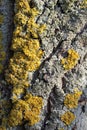 Close up of Xanthoria parietina on tree bark. Common orange lichen, maritime sunburst lichen and shore lichen on bark Royalty Free Stock Photo