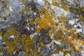 Close up of Xanthoria parietina. Yellow lichen on the bark of a tree. common orange lichen, yellow scale, maritime sunburst lichen Royalty Free Stock Photo