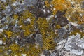 Close up of Xanthoria parietina. Yellow lichen on the bark of a tree. common orange lichen, yellow scale, maritime sunburst lichen Royalty Free Stock Photo