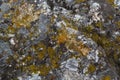 Close up of Xanthoria parietina. Yellow lichen on the bark of a tree. common orange lichen, yellow scale, maritime sunburst lichen Royalty Free Stock Photo