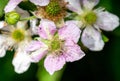 close up of y,bramble blossom flower Royalty Free Stock Photo