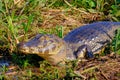 Close up of Yacare Caiman, Caiman Crocodilus Yacare Jacare, in the grassland, Pantanal, Porto Jofre, Mato Grosso, Brazil