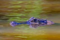 Close up of Yacare Caiman, Caiman Crocodilus Yacare Jacare, swimming in the Cuiaba river, Pantanal, Porto Jofre, Brazil