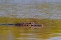 Close up of Yacare Caiman, Caiman Crocodilus Yacare Jacare, swimming in the Cuiaba river, Pantanal, Porto Jofre, Brazil