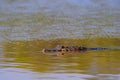 Close up of Yacare Caiman, Caiman Crocodilus Yacare Jacare, swimming in the Cuiaba river, Pantanal, Porto Jofre, Brazil