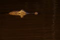 Close up of Yacare Caiman, Caiman Crocodilus Yacare Jacare, swimming in the Cuiaba river, Pantanal, Porto Jofre, Brazil