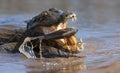 Close up of a Yacare caiman eating piranha