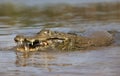 Close up of a Yacare caiman eating piranha