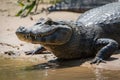 Close-up of yacare caiman on muddy beach