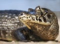 Close up of a Yacare caiman, Pantanal, Brazil