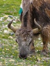 Close up of a yak, Rongbuk, Tibet, China