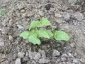 Yard long bean plaint on the ground Royalty Free Stock Photo