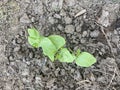 Yard long bean plaint on the ground