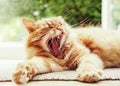 Close-up of a yawning cat on a lazy summer morning Royalty Free Stock Photo