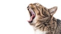 Close-up of a yawning cat, showing teeth and tongue, isolated on a white background
