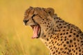 Close-up of yawning cheetah with blurred background Royalty Free Stock Photo