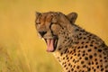 Close-up of yawning cheetah with bokeh background Royalty Free Stock Photo