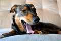 Close up of yawning dachshund Royalty Free Stock Photo